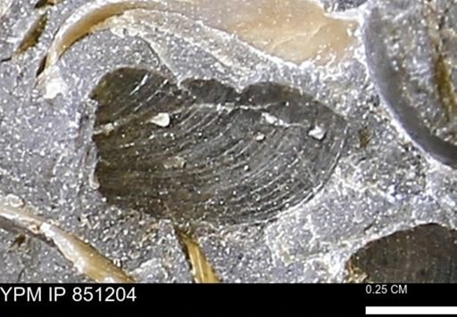 Limopsis striatopunctatus