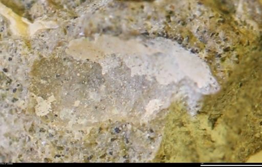 undet. Mollusca