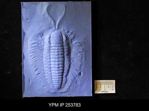 Triarthrus eatoni