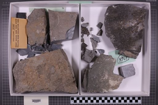 mixed taxa, stratigraphic collection