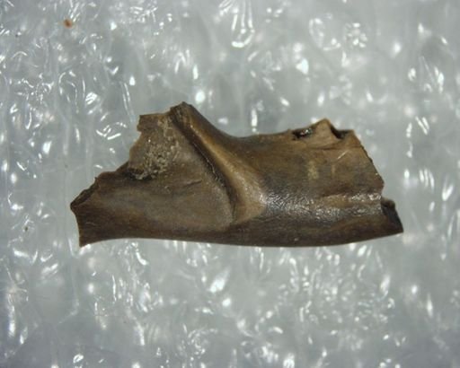 cf. Gypsonictops