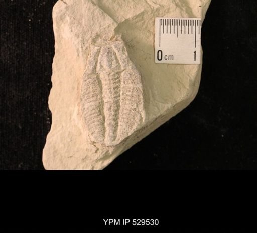 Modocia laevinucha