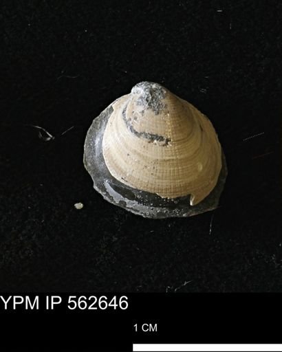 Limopsis striatopunctatus