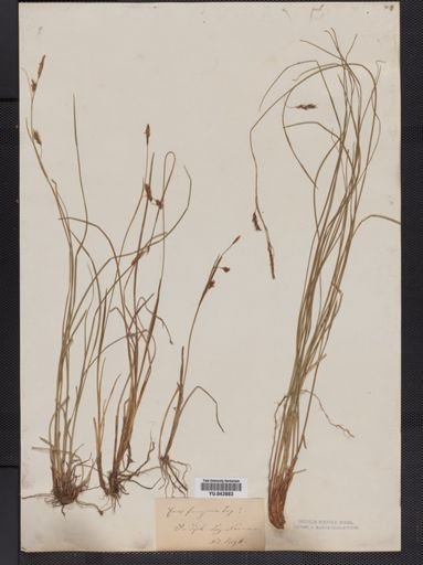 Carex