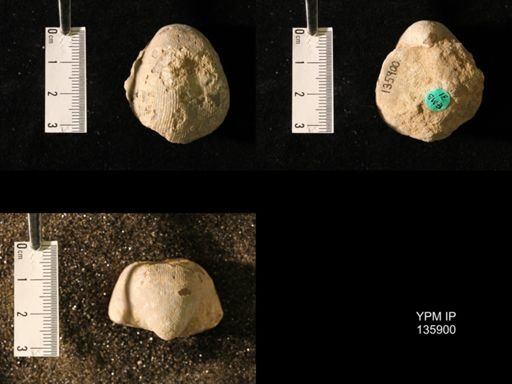 Productus (Linoproductus) lineatus