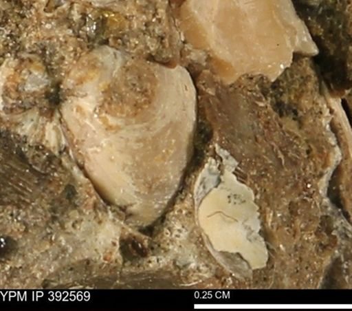 Protocardia subquadrata