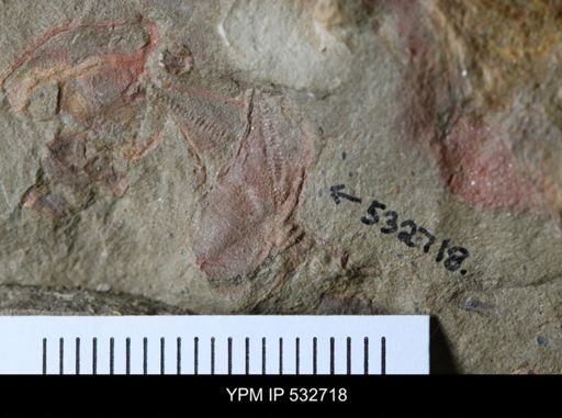 Cothurnocystis sp.