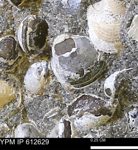 Protocardia sp.