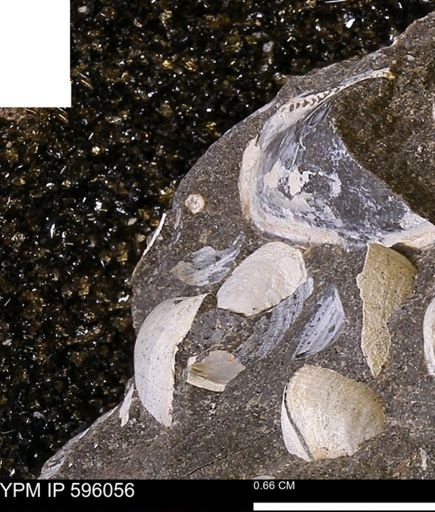 Protocardia?