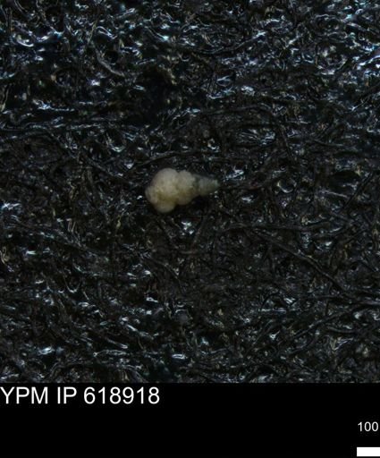 undet. Heterohelicidae