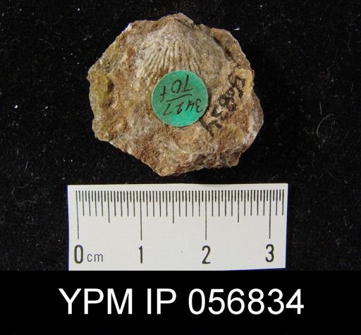 Atrypa reticularis