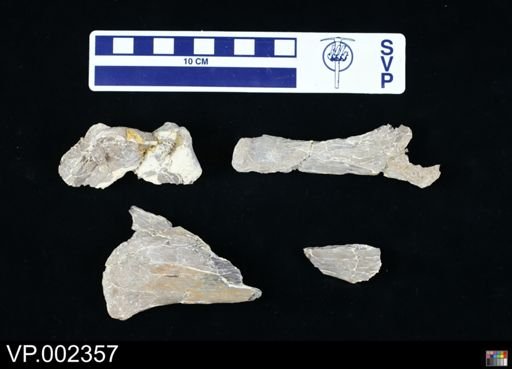 Pteranodon