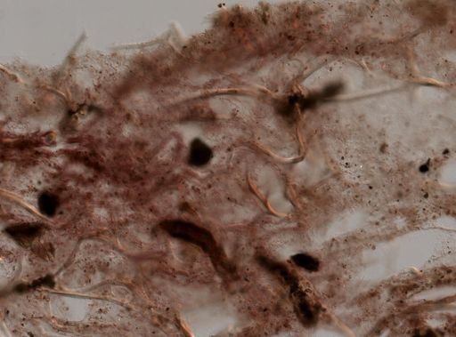 Dysidea etheria