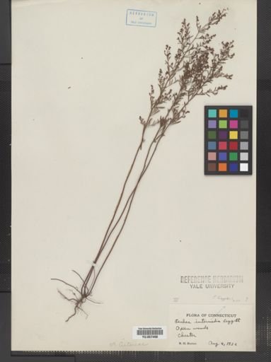 Lechea leggettii