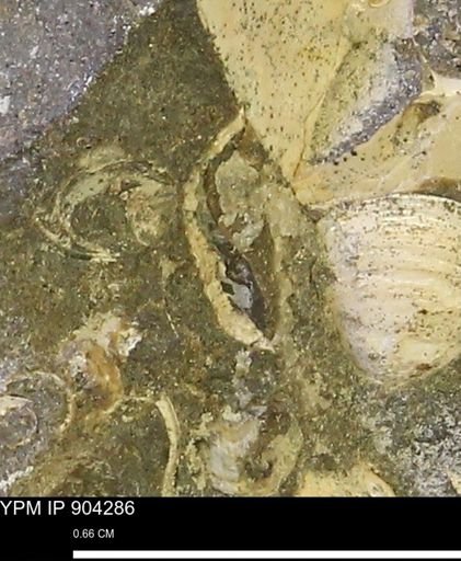 undet. Mollusca