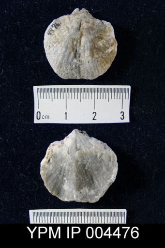 Atrypa signifera