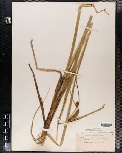 Plantae