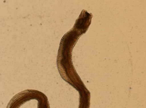 Hedruris chandleri