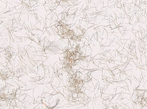 Halichondrida