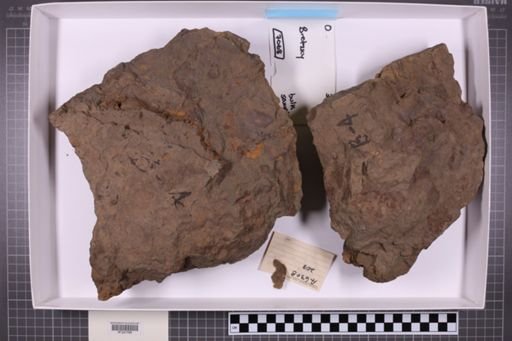 mixed taxa, stratigraphic collection