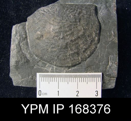 Stropheodonta beckii