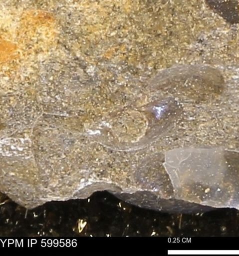 Protocardia subquadrata