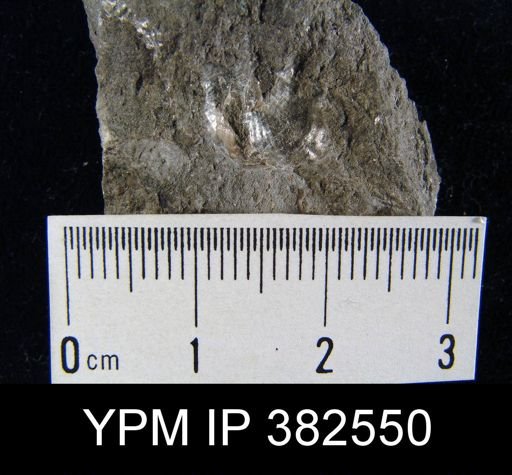 Marginifera splendens