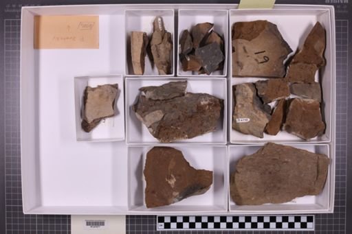 mixed taxa, stratigraphic collection
