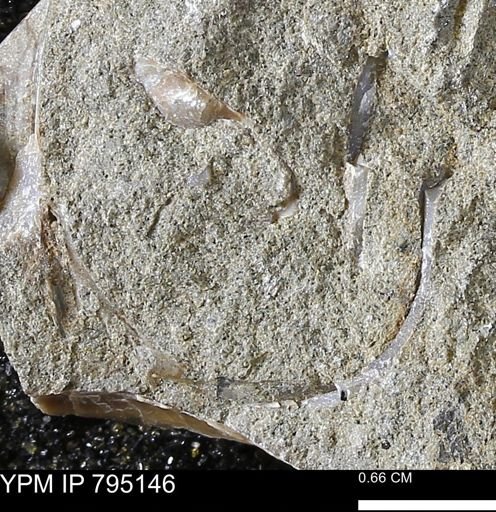 undet. Bivalvia
