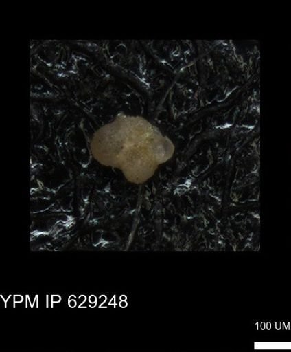 undet. Foraminiferida