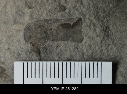 undet. Eurypterida