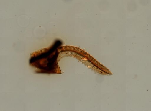 Symphyta