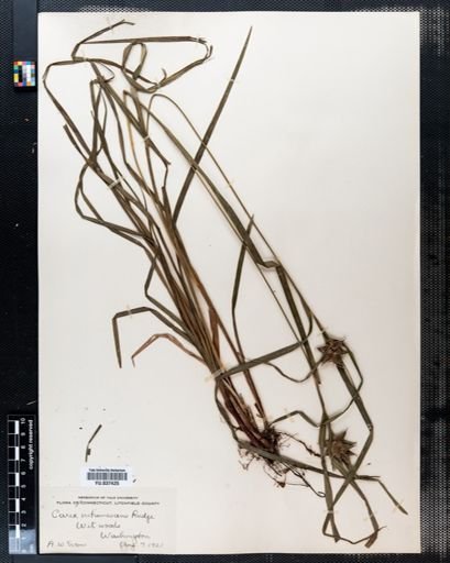 Carex intumescens