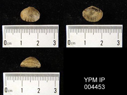 Rhynchonella sp.