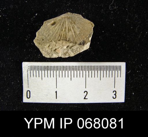 Strophonella laxiplicata