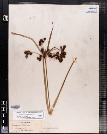 Scirpus atrovirens