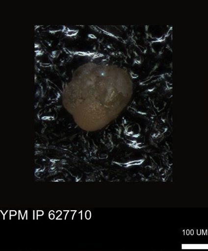 undet. Foraminiferida