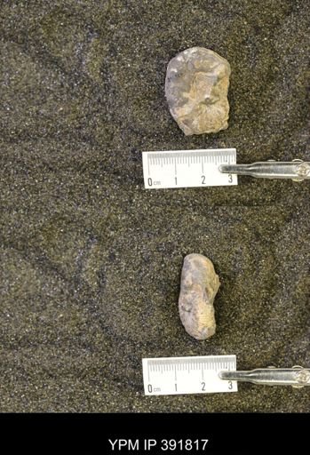 Scaphites whitfieldi