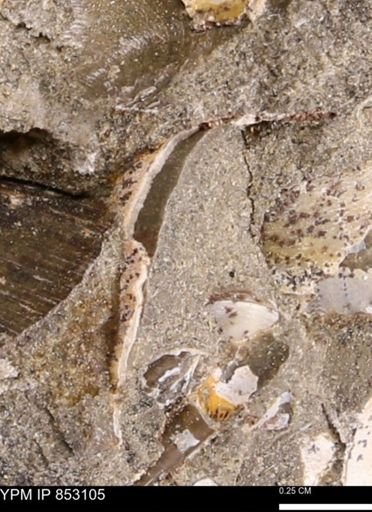 Limopsis striatopunctatus