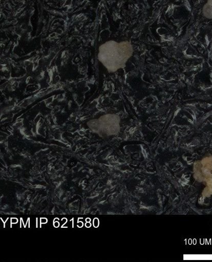 undet. Foraminiferida