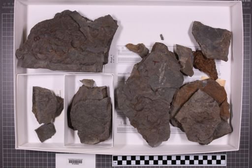 mixed taxa, stratigraphic collection