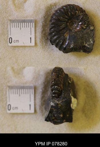 Jeletzkytes nebrascensis
