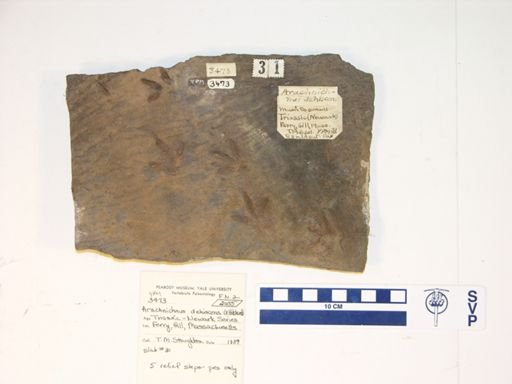 Arachnichnus dehiscens