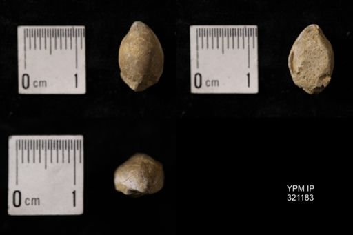 Dielasma turgida