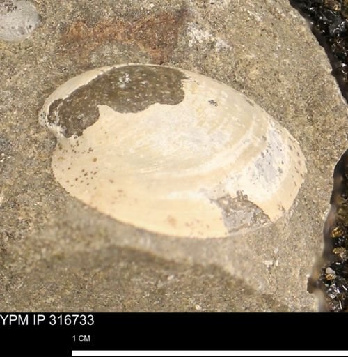undet. Bivalvia