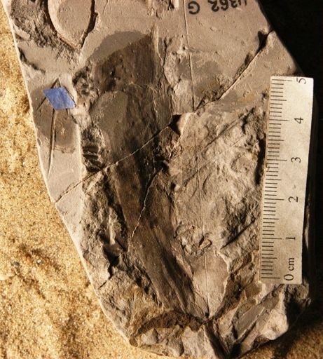 Podozamites marginatus