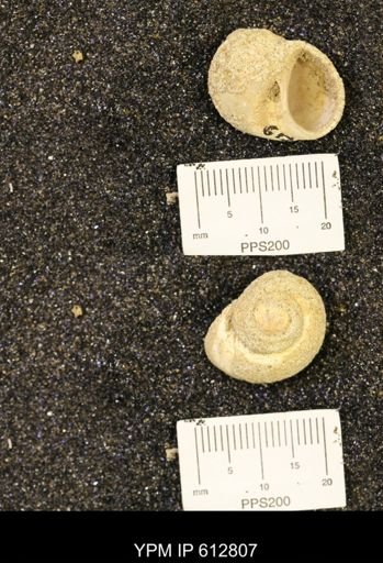 Vanikoropsis sp.