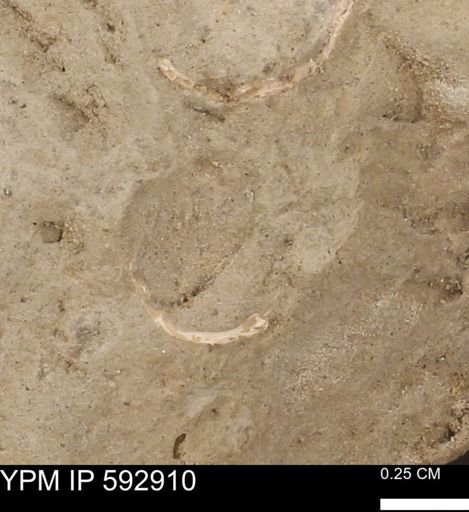 undet. Mollusca