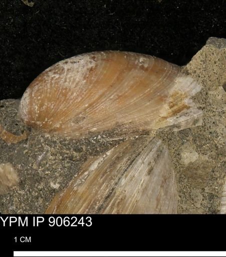Limopsis striatopunctatus