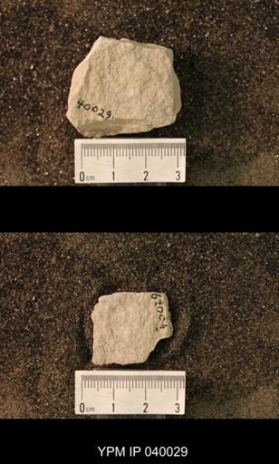 Hexapoda